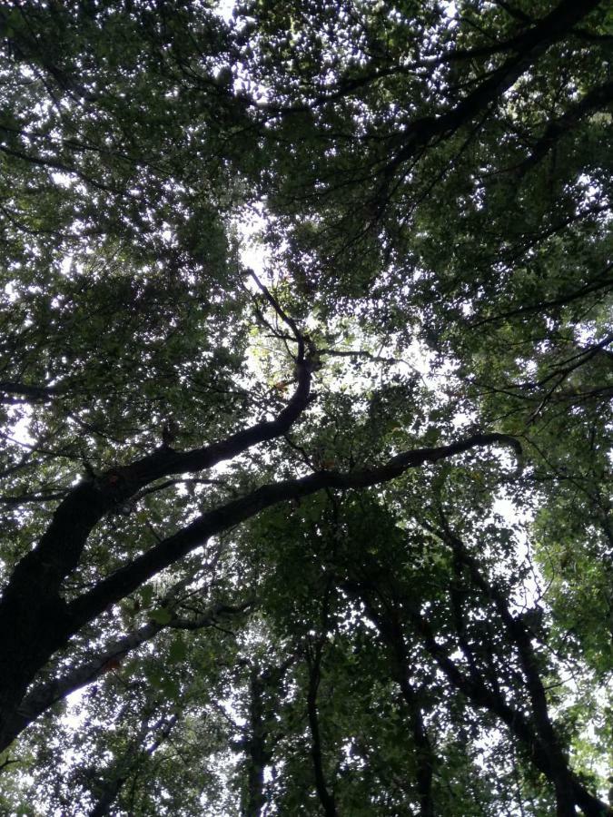 Vila Relais Il Giardino Fra Gli Ulivi Torino di Sangro Exteriér fotografie