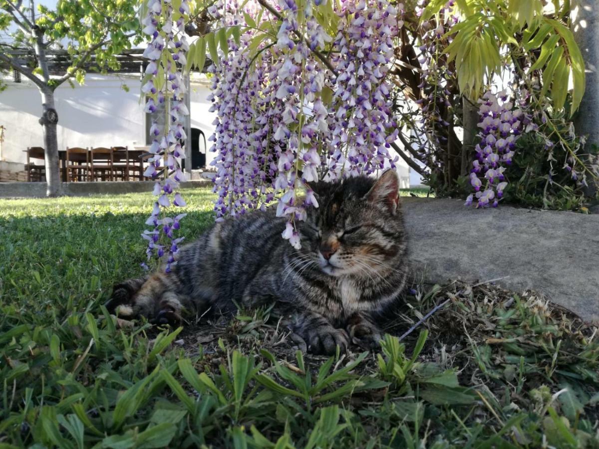 Vila Relais Il Giardino Fra Gli Ulivi Torino di Sangro Exteriér fotografie
